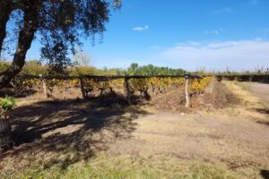 Casa madre restaurant