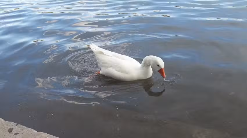 Chiringo Patio Cervecero