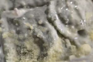 Cinco Piedras Bodeg&oacute;n Pizzero