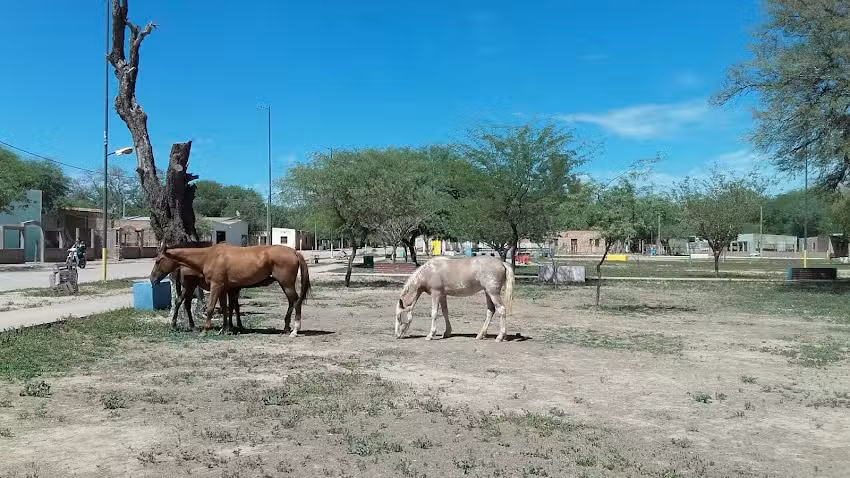 Comedor el chaque&ntilde;ito