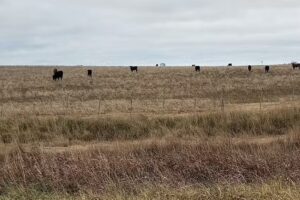 Comedor el garrincha