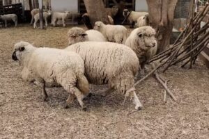 El Gateado Campo de Tom&aacute;s jofre