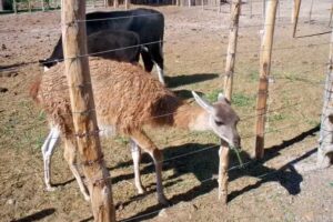 Granja T&iacute;a Nora