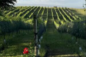 Juana Urbana Restaurante Villa Yacanto