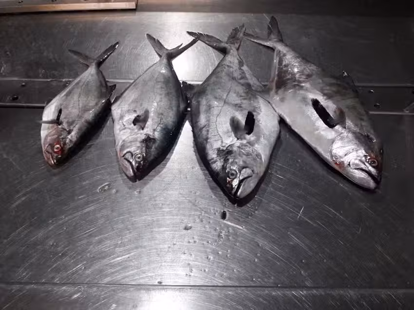 La &Ntilde;ora tascacomedor