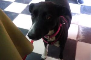 La Rueda Parrilla Restaurant