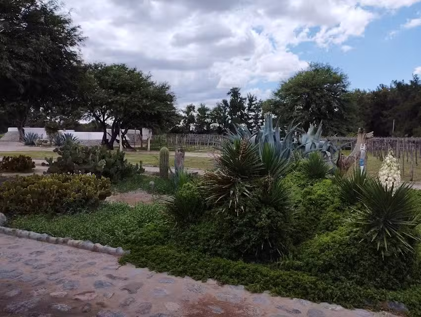 La Vaca Tranquila