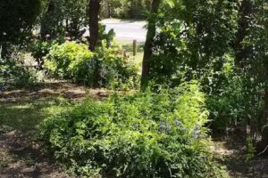 Las Rosas Restaurante