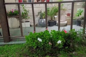 Pao Resto Bar y m&aacute;s