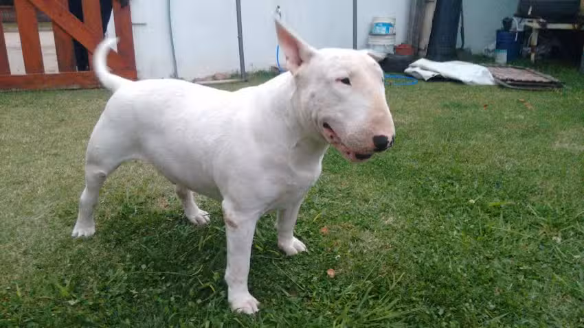 Pao Resto Bar y m&aacute;s