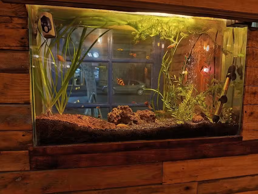 Pez Gordo Bodegón 9 de Julio