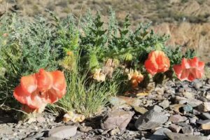 Restaurante El Aguila