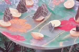 Santanero Rest&oacute;